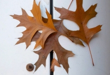 Leaves-on-Cars-01 Leaves-on-Cars-01